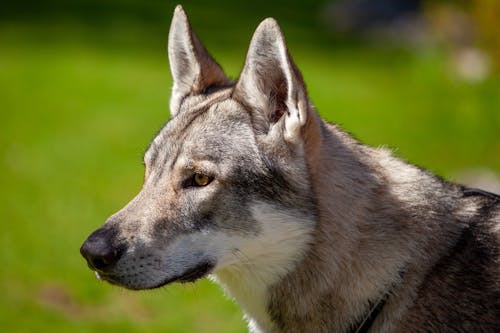 A gray wolf is looking off to the side