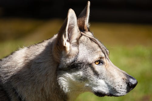 A close up of a wolf dog looking to the side