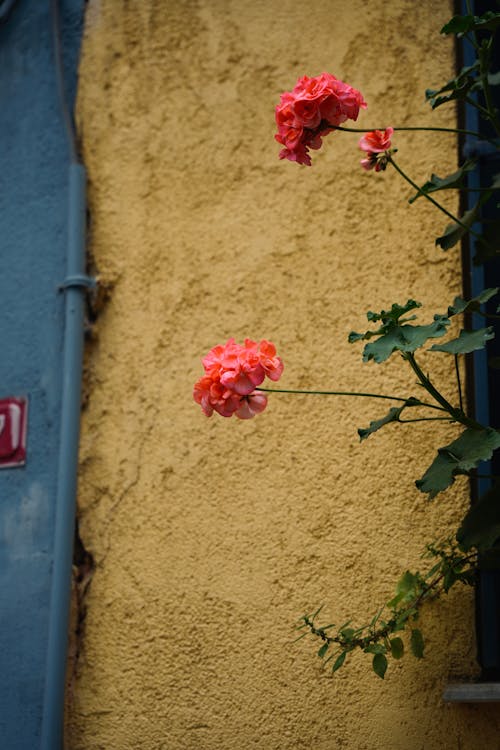 Two pink flowers growing on a wall next to a yellow building
