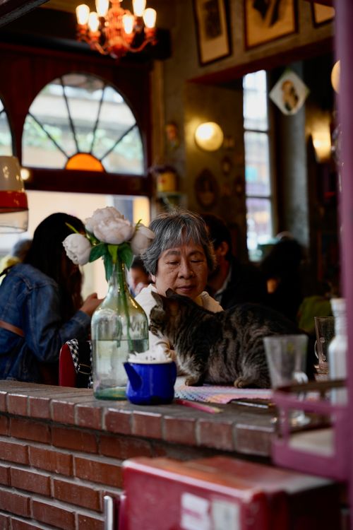 Free An elderly woman and a cat in a cozy café setting with flowers on the counter. Stock Photo