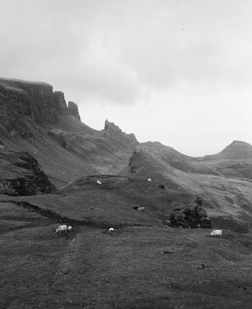 Black and white photograph of sheep grazing on a hillside