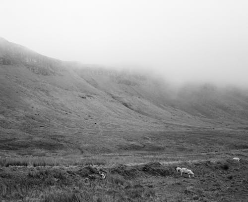Black and white photograph of sheep in the mountains