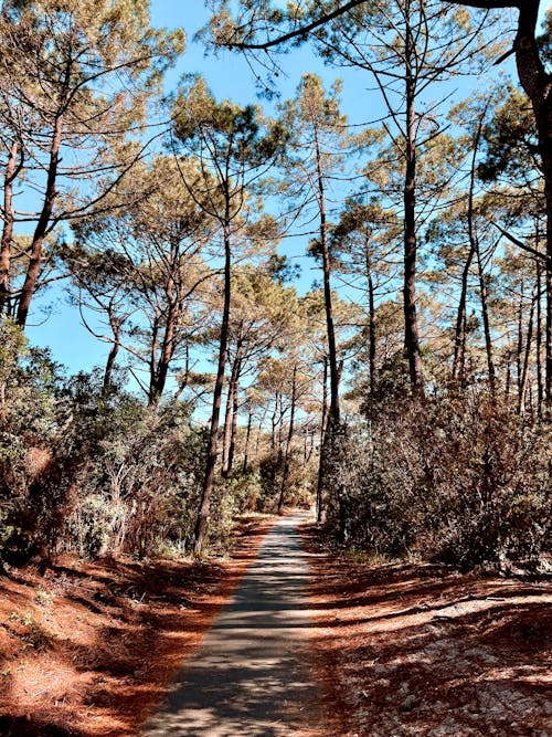 Foto d'estoc gratuïta de a l'aire lliure, alba, arbre