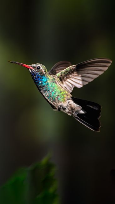 Vibrant hummingbird captured mid-flight, showcasing its iridescent feathers in San Luis Potosi, Mexico.