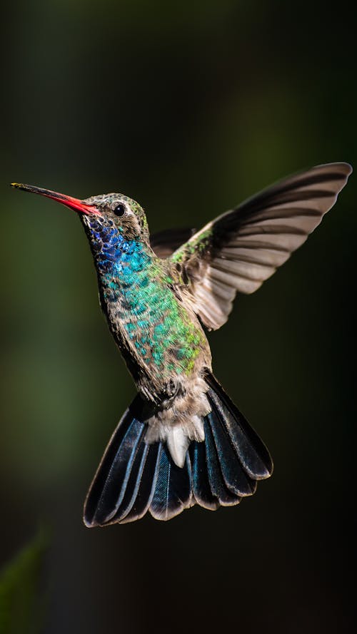 Fotos de stock gratuitas de al aire libre, animal, animales en la naturaleza