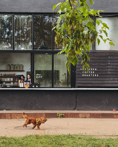 Бесплатное стоковое фото с café, dog, green