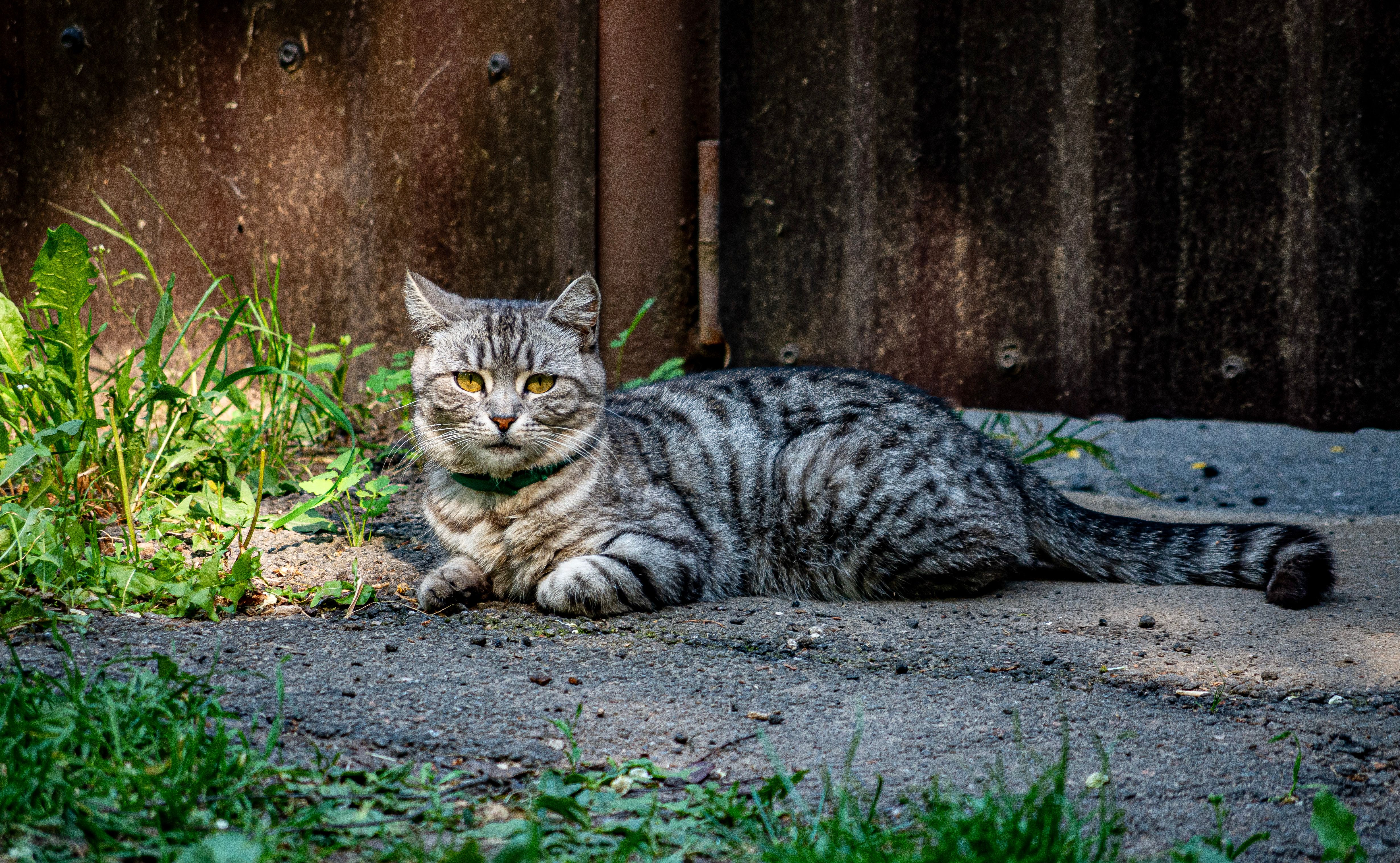 Portrait of a Gray Tabby Cat Relaxing Outdoors · Free Stock Photo