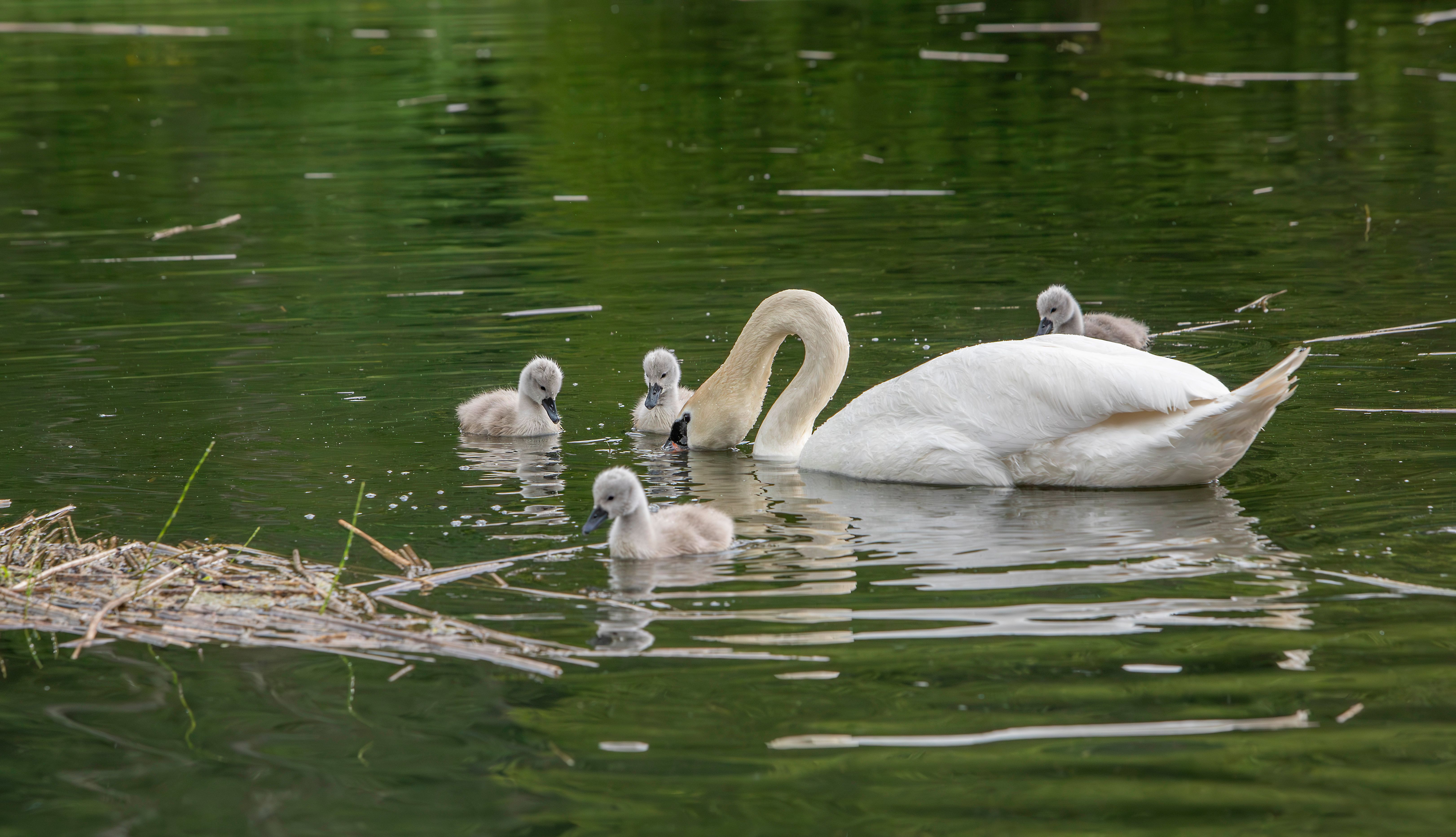 Swan Swimming in a Lake with Cygnets · Free Stock Photo