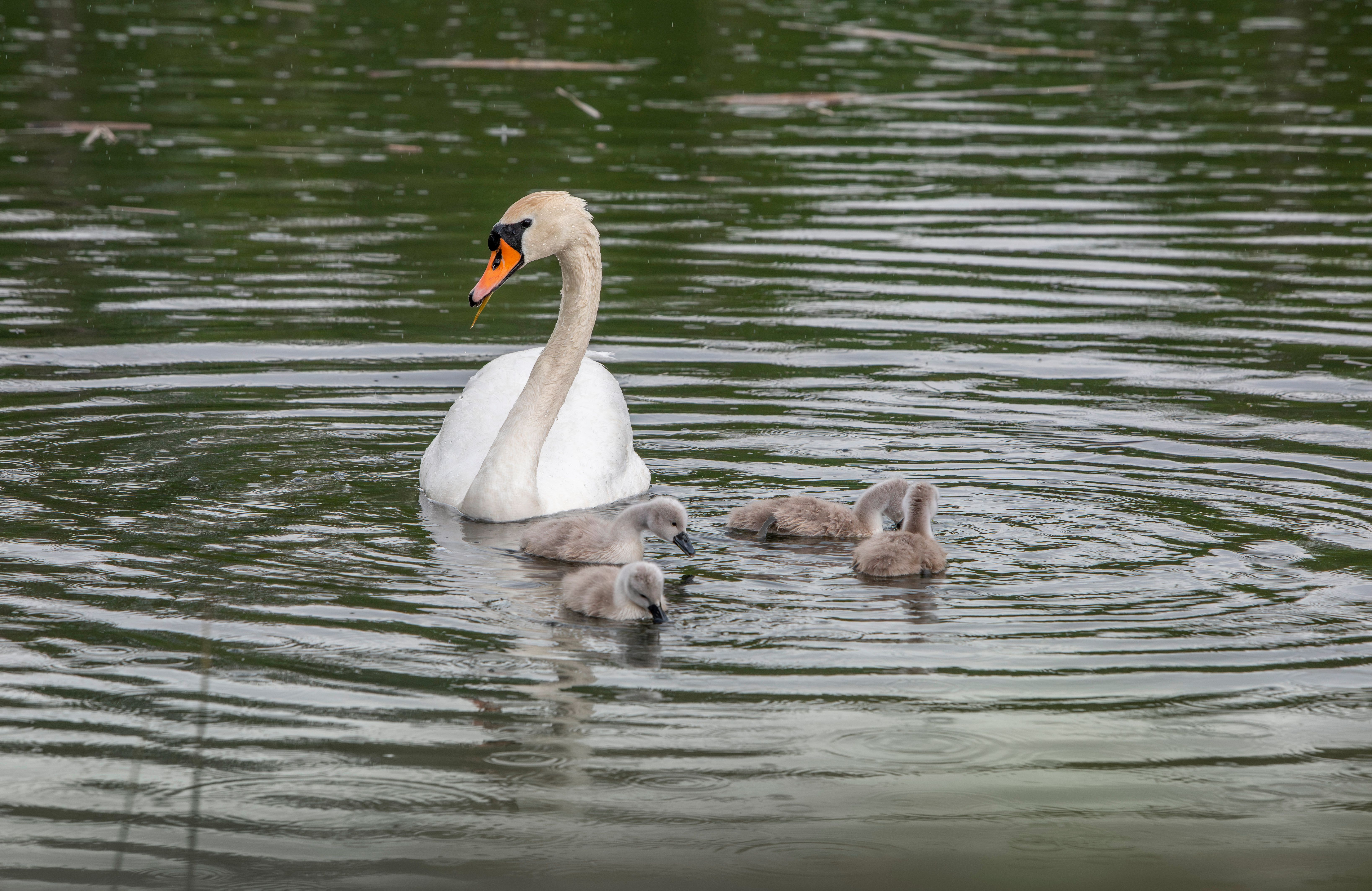 Swan Swimming in a Lake with Cygnets · Free Stock Photo