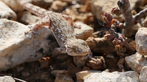 A geckole is sitting on some rocks