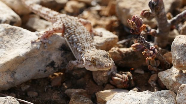 gecko photo