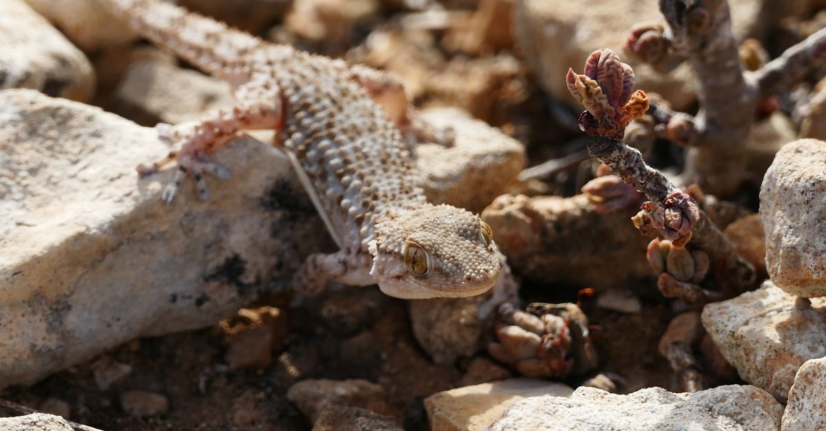 Lizard Crawler Lizard Crawling on Rocks · Free Stock Photo