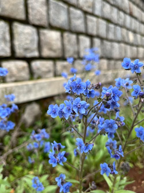 Kostnadsfri bild av blad, blomma, blomning