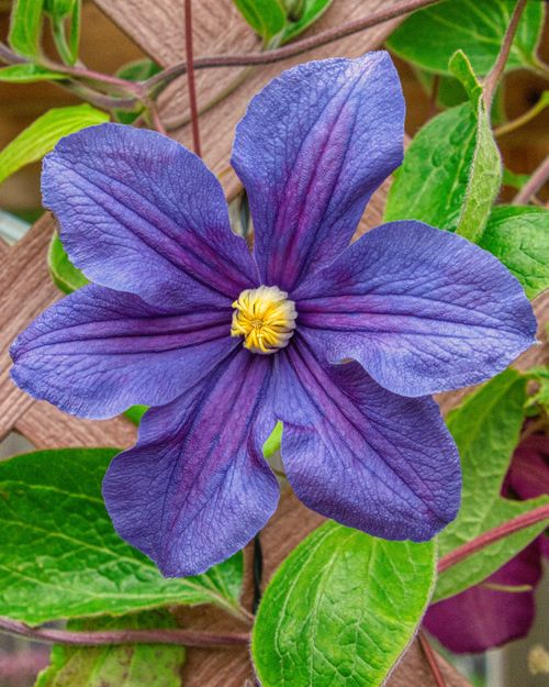 Free Close-up of a vibrant purple Clematis flower in full bloom, showcasing its rich colors and intricate petals. Stock Photo