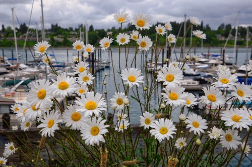 Immagine gratuita di acqua, fiori, fiori che sbocciano