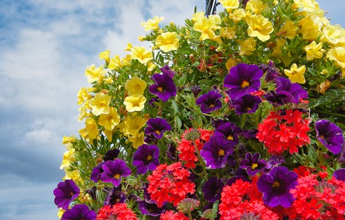 Kostenloses Stock Foto zu blühende blumen, blumenkorb, hängende blumen