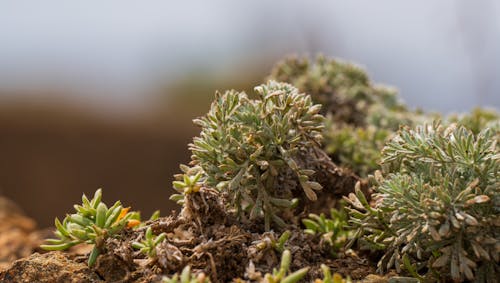 A small plant with green leaves and small green flowers