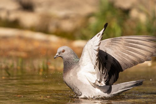 Pigeon Bathing in a Puddle