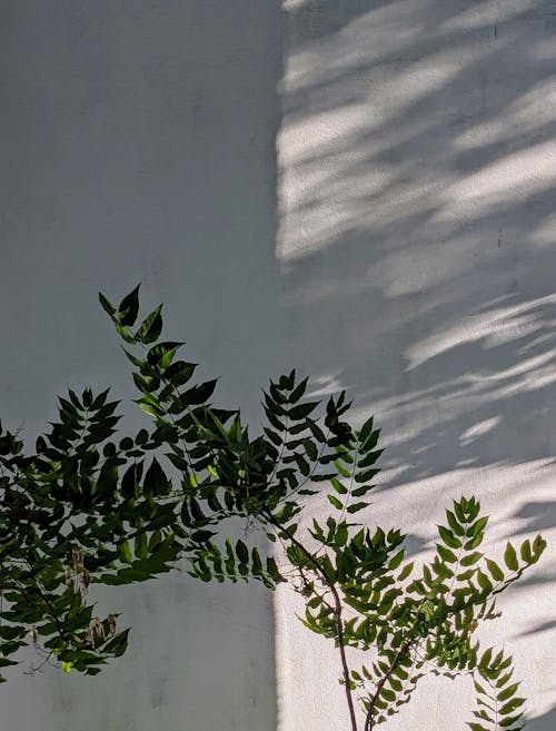 Free stock photo of ailanthus altissima, bright, building