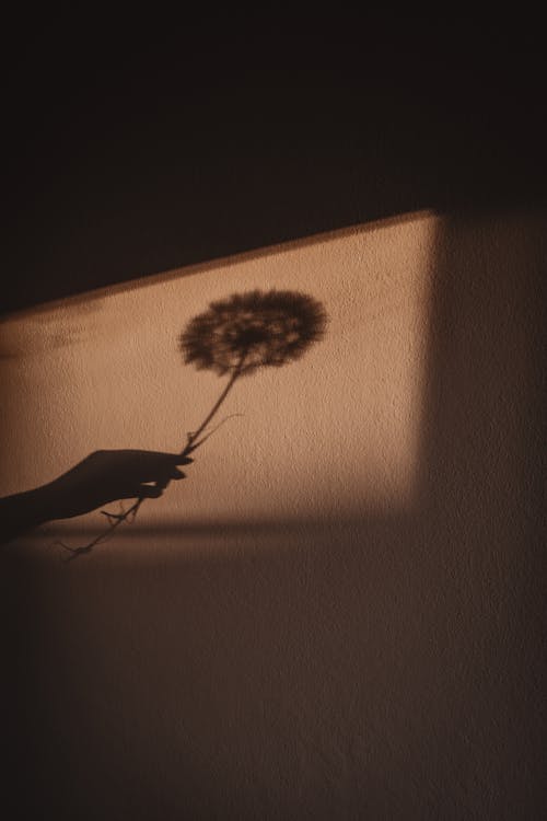 A person holding a dandelion in front of a wall