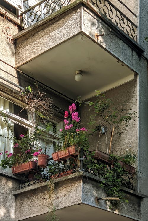 Free stock photo of apartment, balcony, blooming