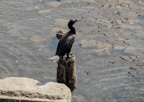 Free stock photo of bird