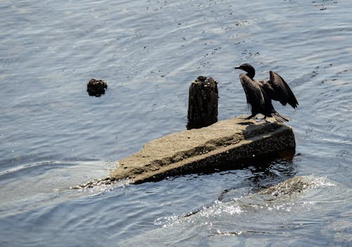 Free stock photo of bird