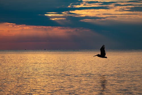 Imagine de stoc gratuită din ocean, pasăre, Pelican
