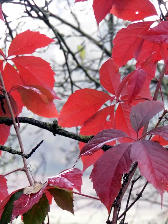 Free Low Angle View of Red Leaves on Tree Stock Photo