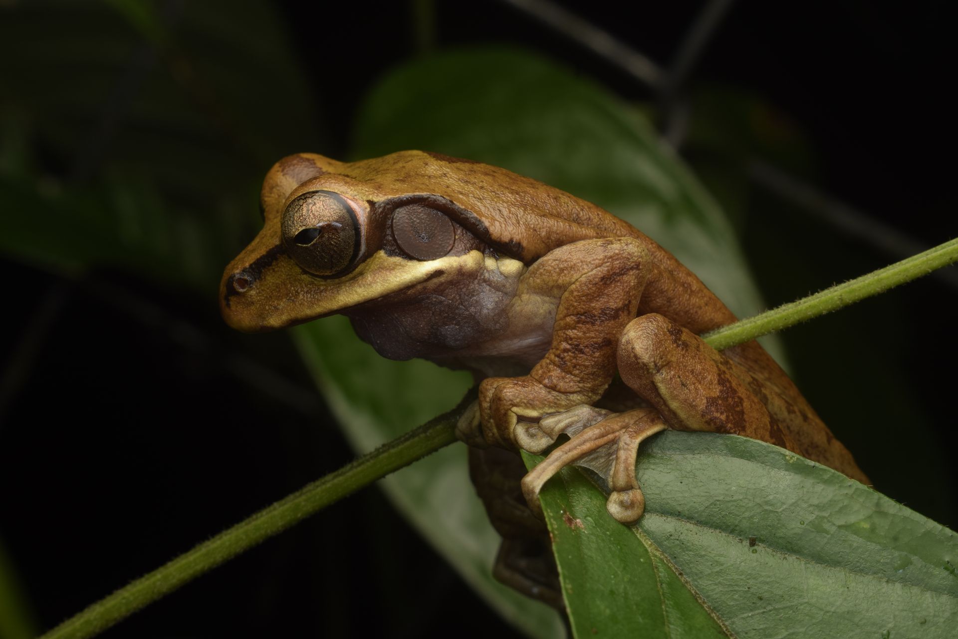 Detailed shot of a tree frog resting on a green leaf in tropical outdoor setting.