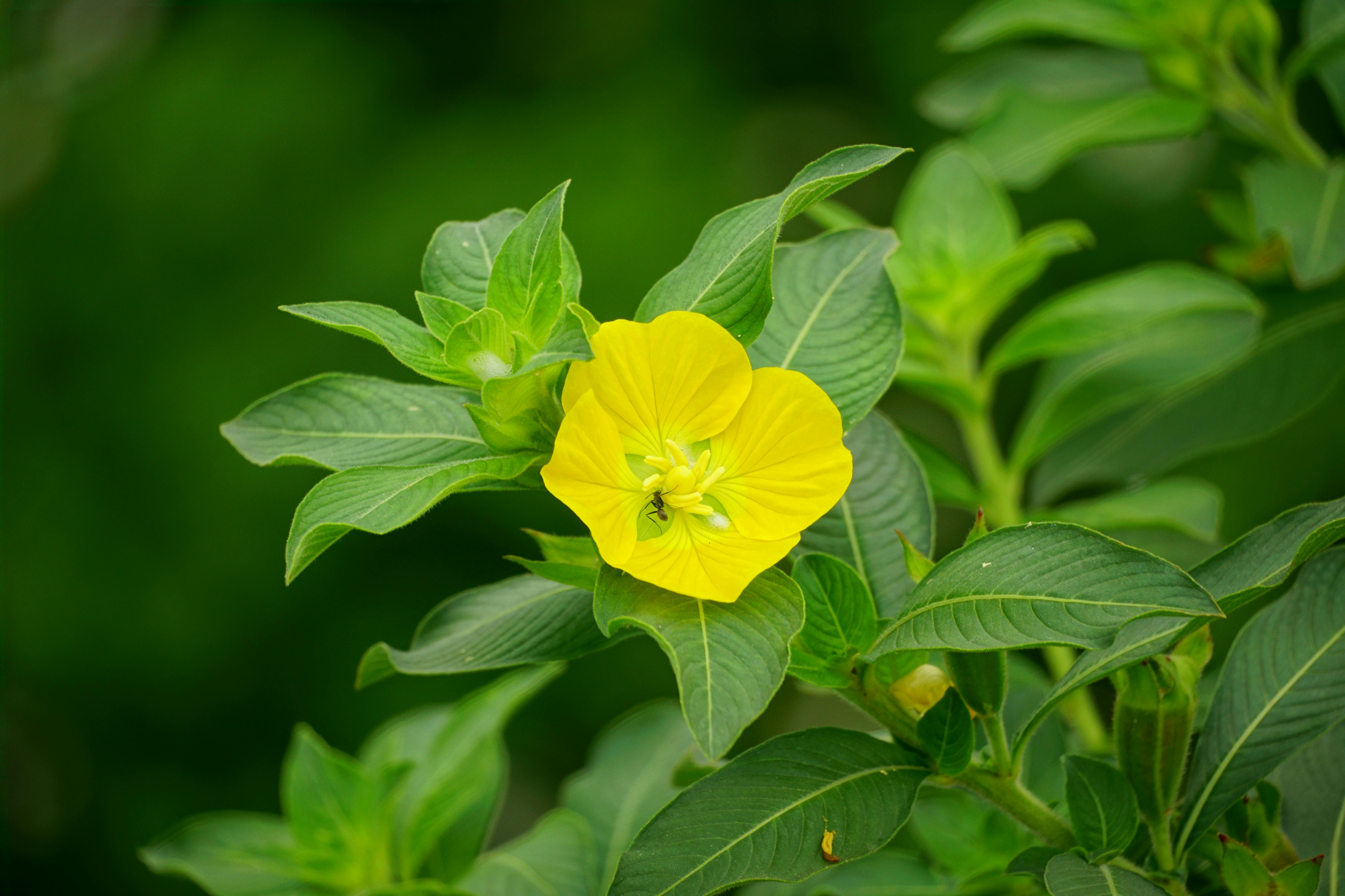 Oenothera missouriensis