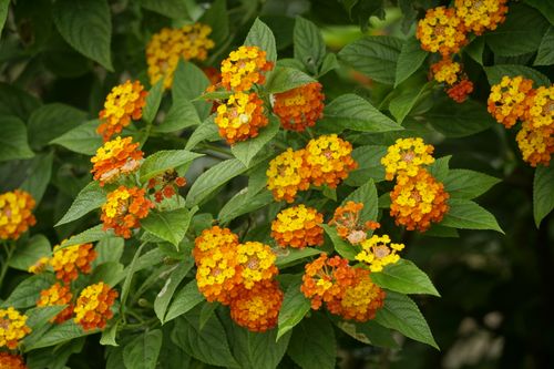 Free Close-up of bright orange and yellow lantana flowers blooming in a garden setting. Stock Photo