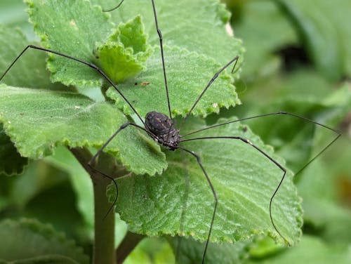 Free stock photo of spider