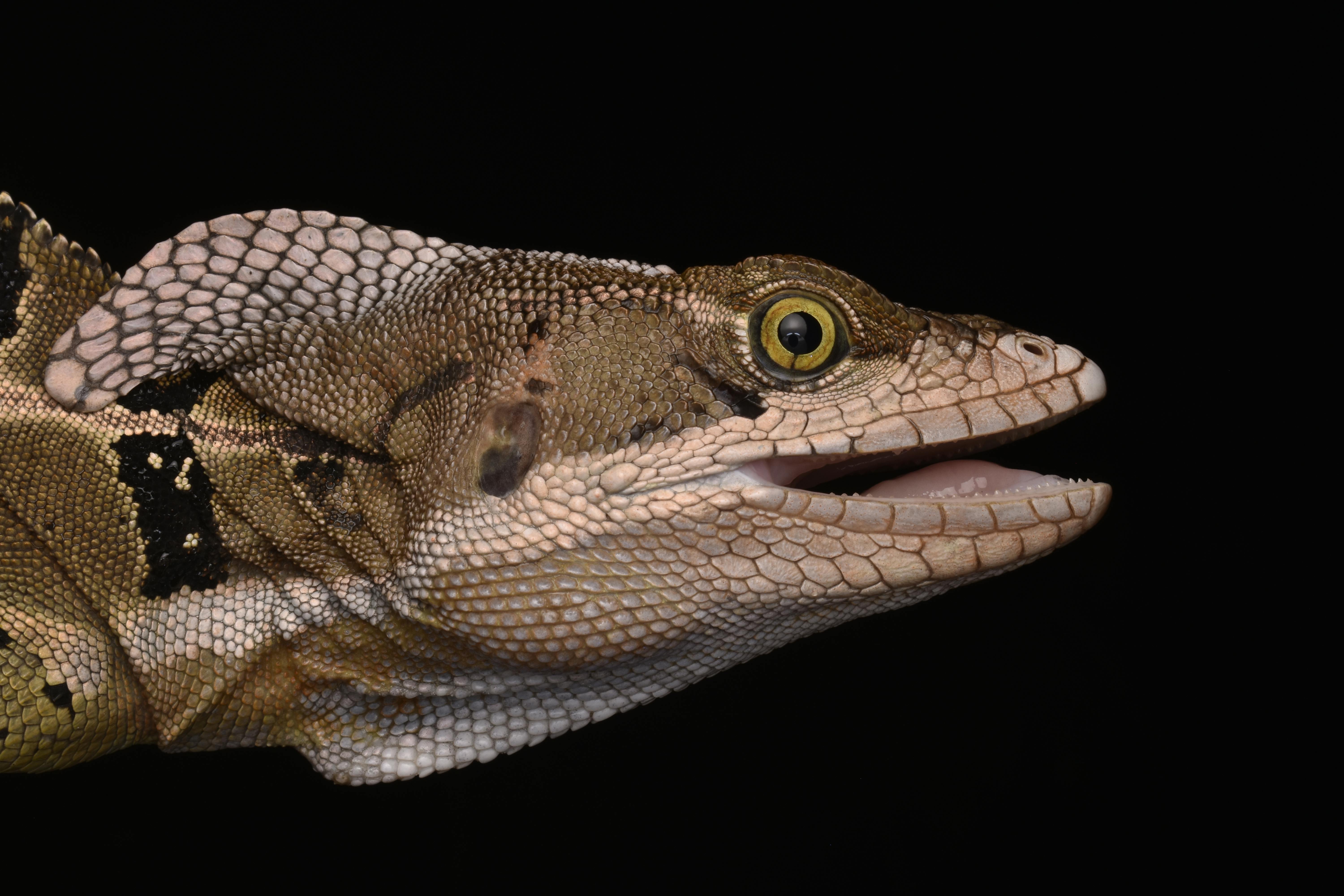 Detailed close-up of a basilisk lizard showcasing its textured scales and distinctive profile.