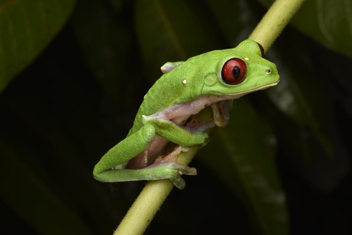 Foto d'estoc gratuïta de a l'aire lliure, amfibi, animal