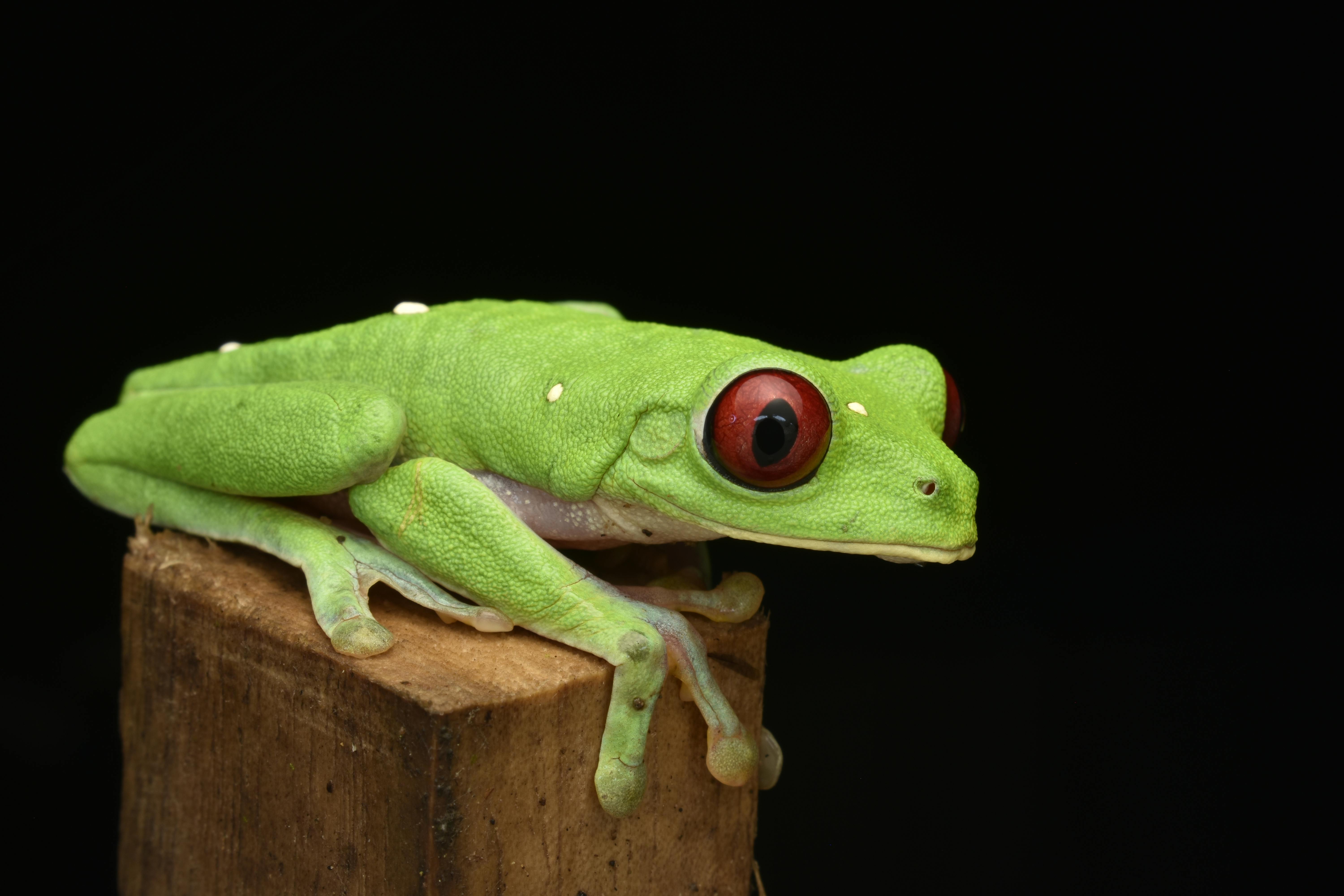 green frog on a log