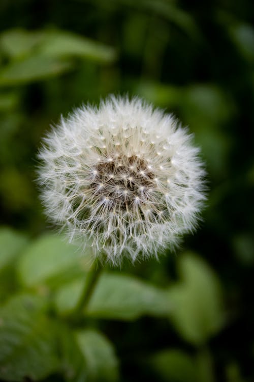 A dandelion with a white center and green leaves