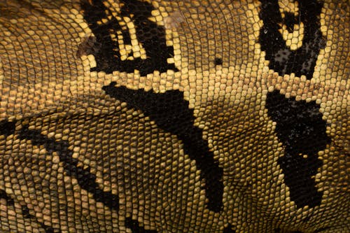 Безкоштовне стокове фото на тему «Python, абстрактний, Бджола»
