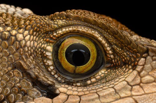 Foto d'estoc gratuïta de animal, balança, caiman