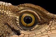 A close up of a lizard's eye with yellow eyes