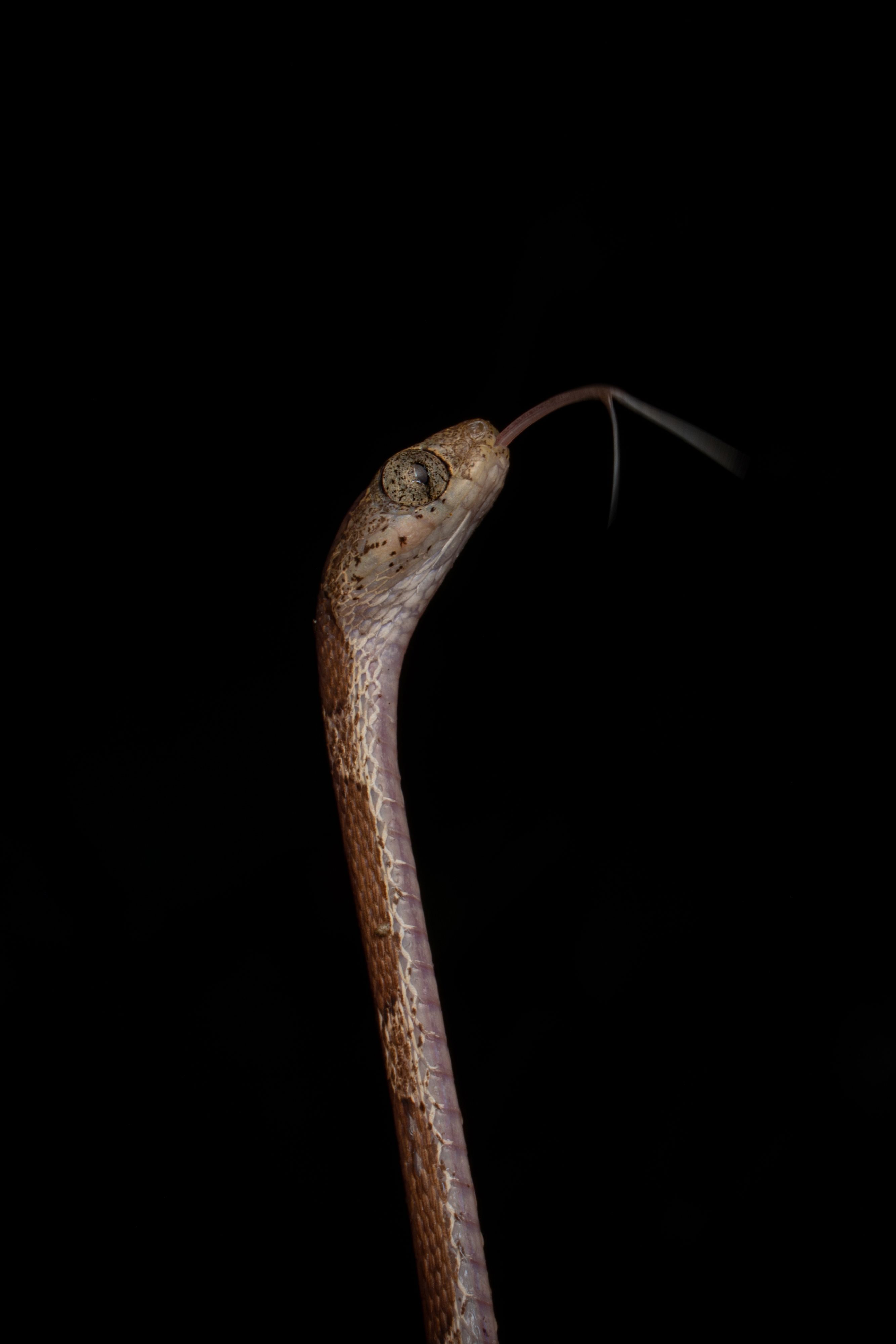 Snake in a Shadow · Free Stock Photo