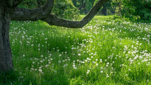 Dandelion Seed Heads