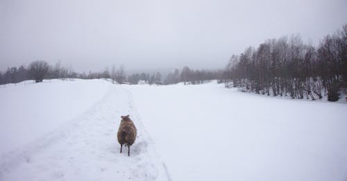 Бесплатное стоковое фото с бег, деревья, зима
