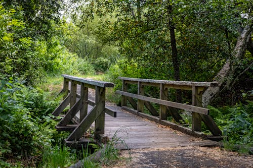 A wooden bridge crosses a stream in the woods