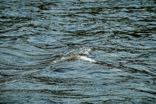 A duck swimming in the water with a wave