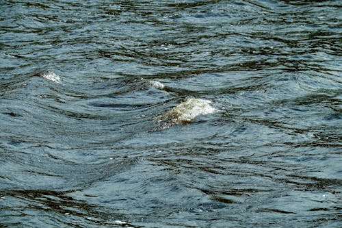 A large fish swimming in the water