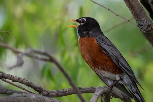 Gratis arkivbilde med amerikansk robin, dagslys, dyr