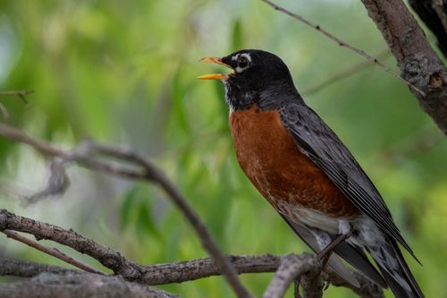 Free A close-up of an American Robin (Turdus migratorius) perched on a tree branch, captured in natural green surroundings. Stock Photo