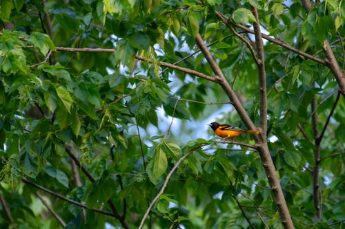 Free A vibrant Baltimore Oriole bird perched among green leaves, showcasing vivid wildlife photography. Stock Photo