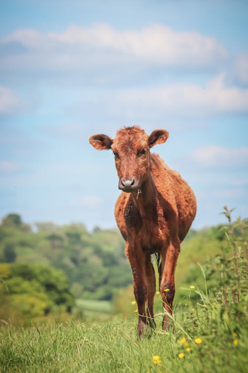 A brown cow standing in a field with grass